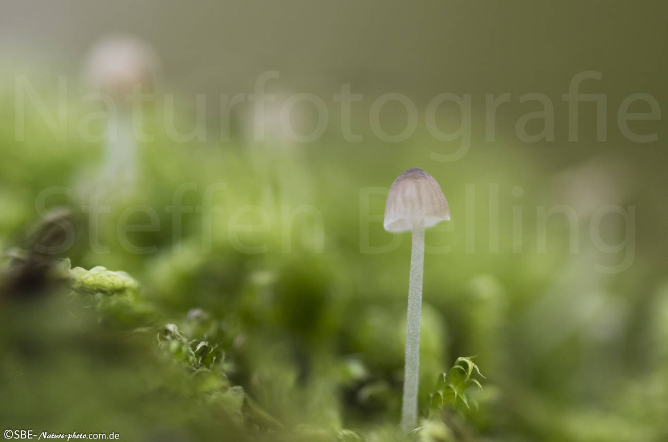 _IGP6151